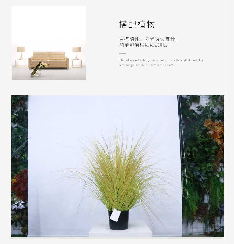 洋蔥草盆景_03.jpg