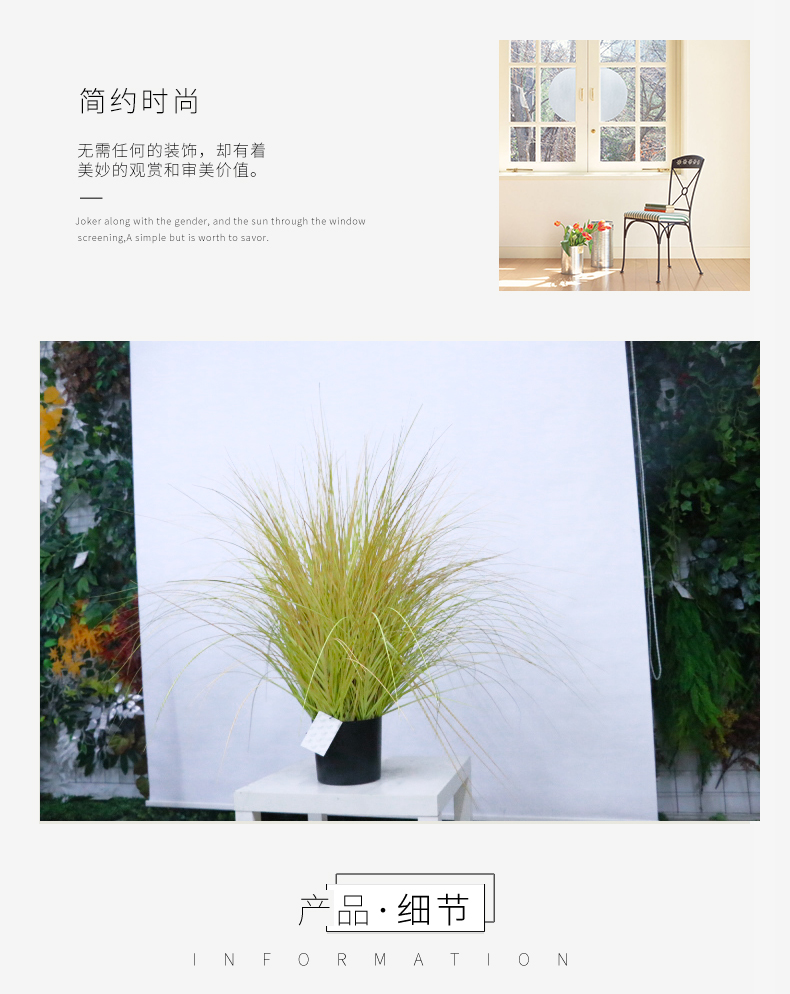 洋蔥草盆景_04.jpg