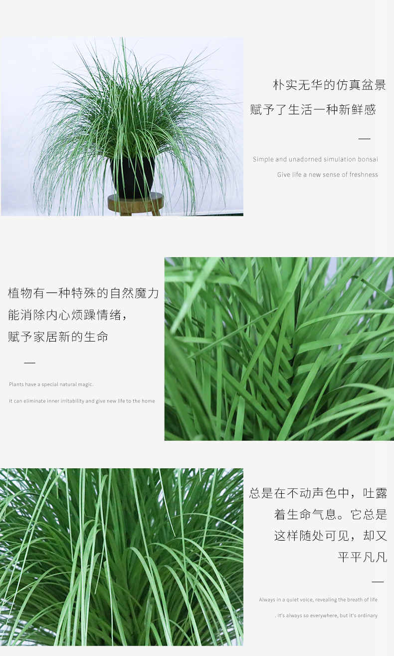 洋蔥草盆景_05.jpg