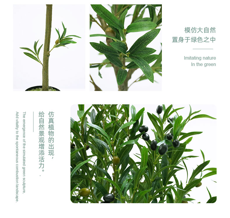 橄欖樹詳情頁(yè)_06.jpg
