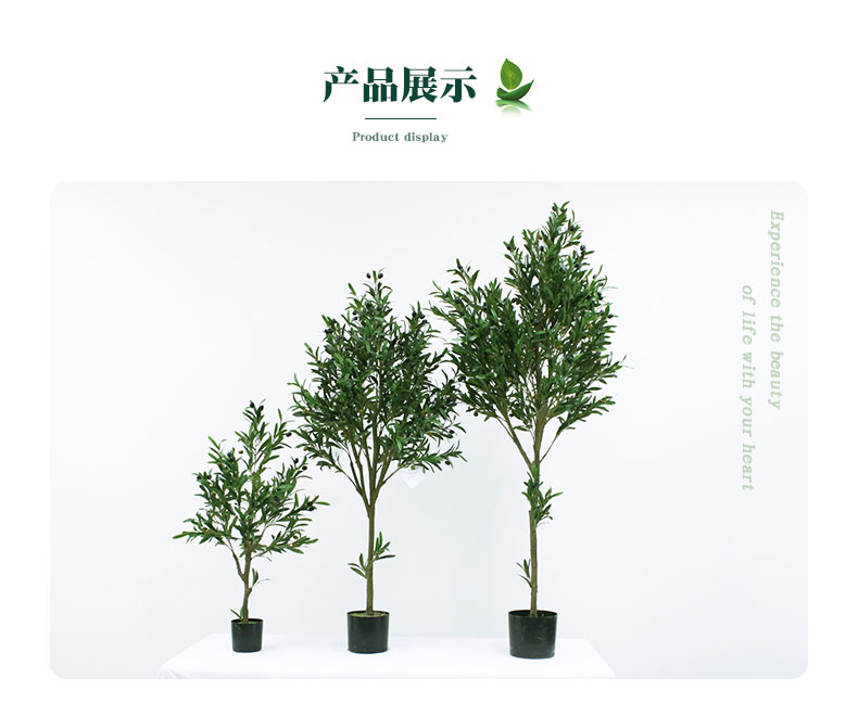 橄欖樹詳情頁(yè)_05.jpg