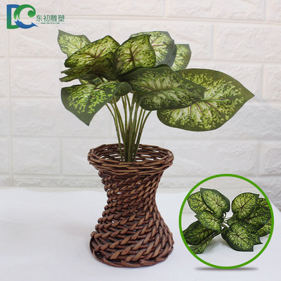 斑點(diǎn)萬年青