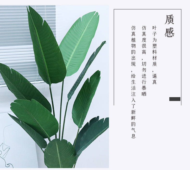旅人蕉詳情頁_07.jpg