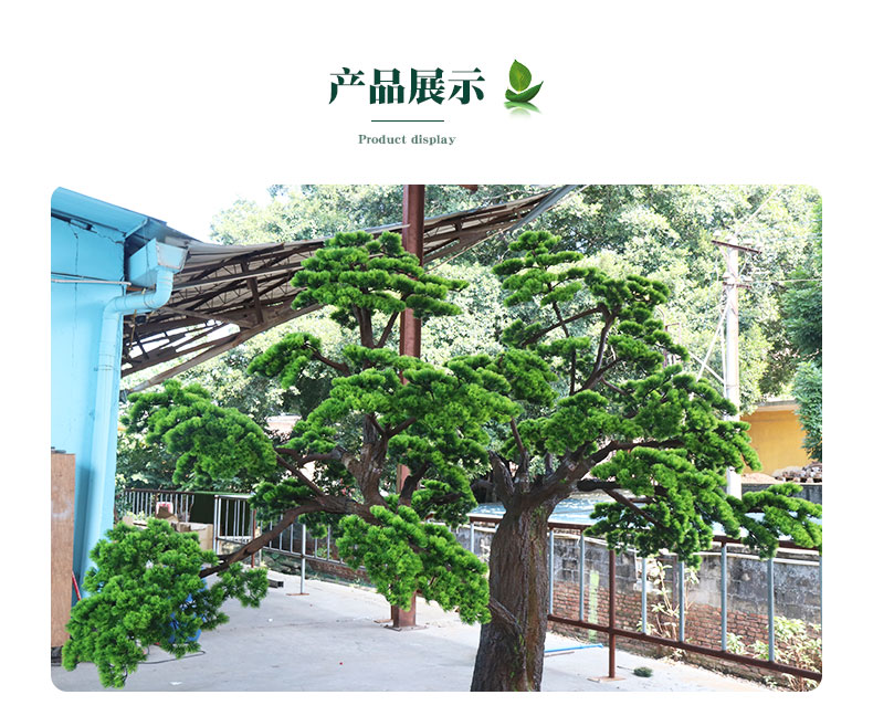 松柏國內(nèi)樹詳情頁_05.jpg