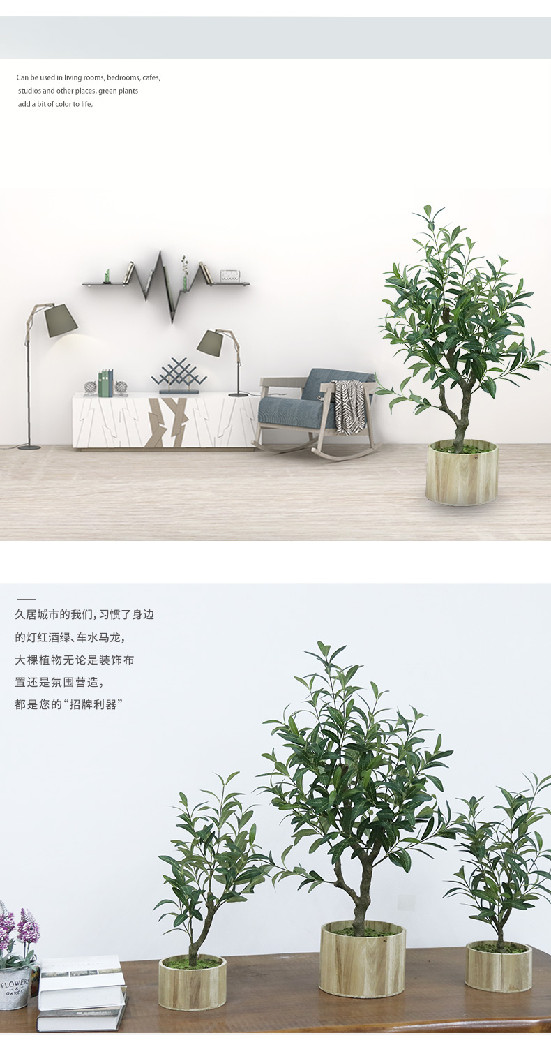 橄欖樹詳情頁_05.jpg