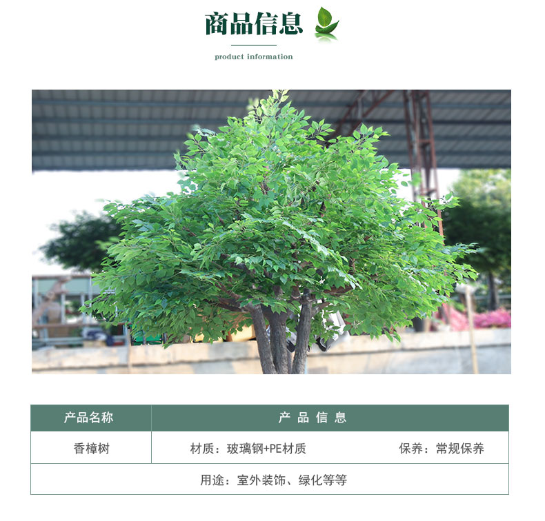 香樟樹詳情頁(yè)_03.jpg