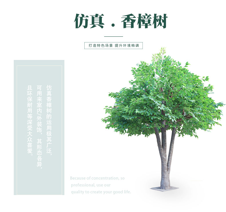 香樟樹詳情頁(yè)_01.jpg