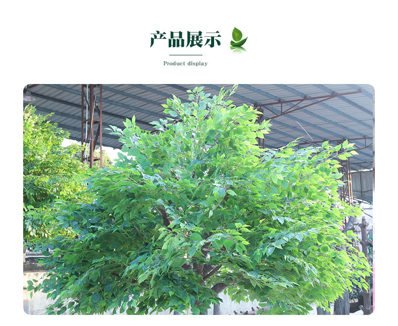 香樟樹詳情頁(yè)_05.jpg
