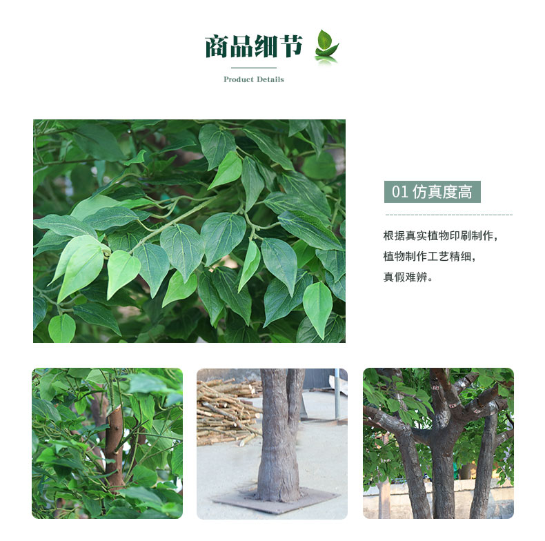 香樟樹詳情頁(yè)_04.jpg