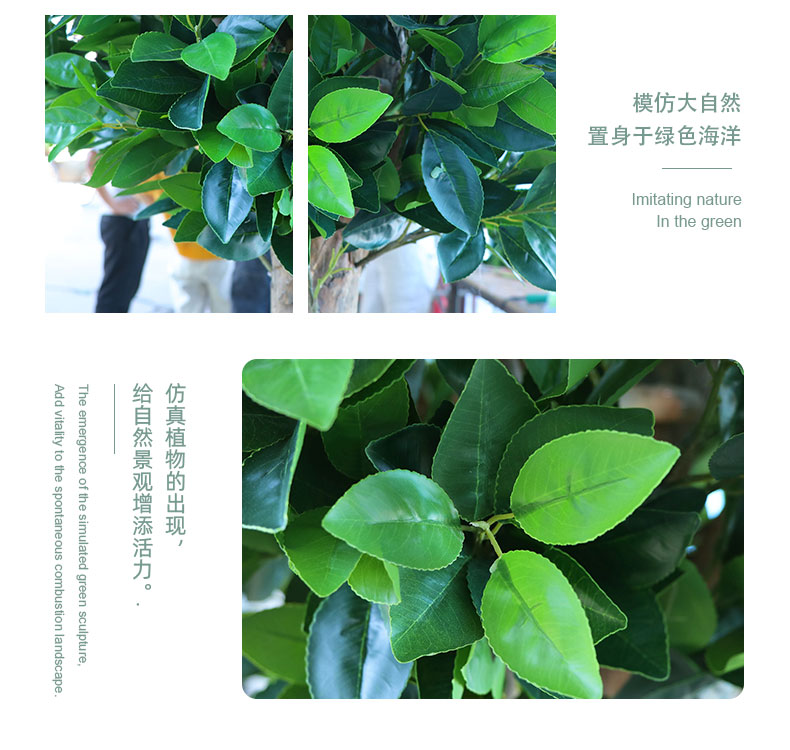 橙子樹詳情頁(yè)_06.jpg