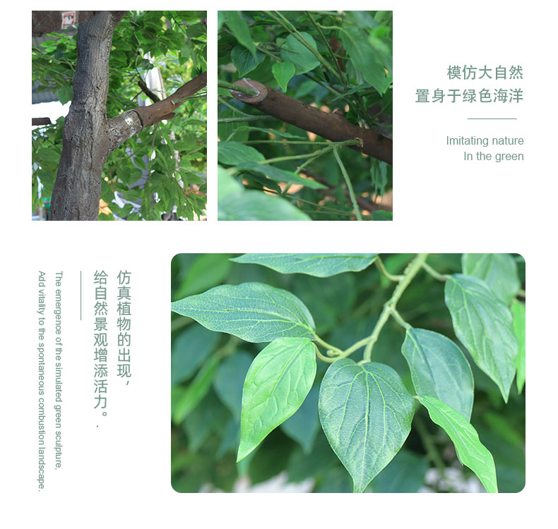 香樟樹詳情頁(yè)_06.jpg
