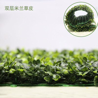 雙層米蘭草草皮
