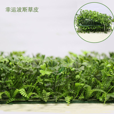 幸運(yùn)波斯草草皮