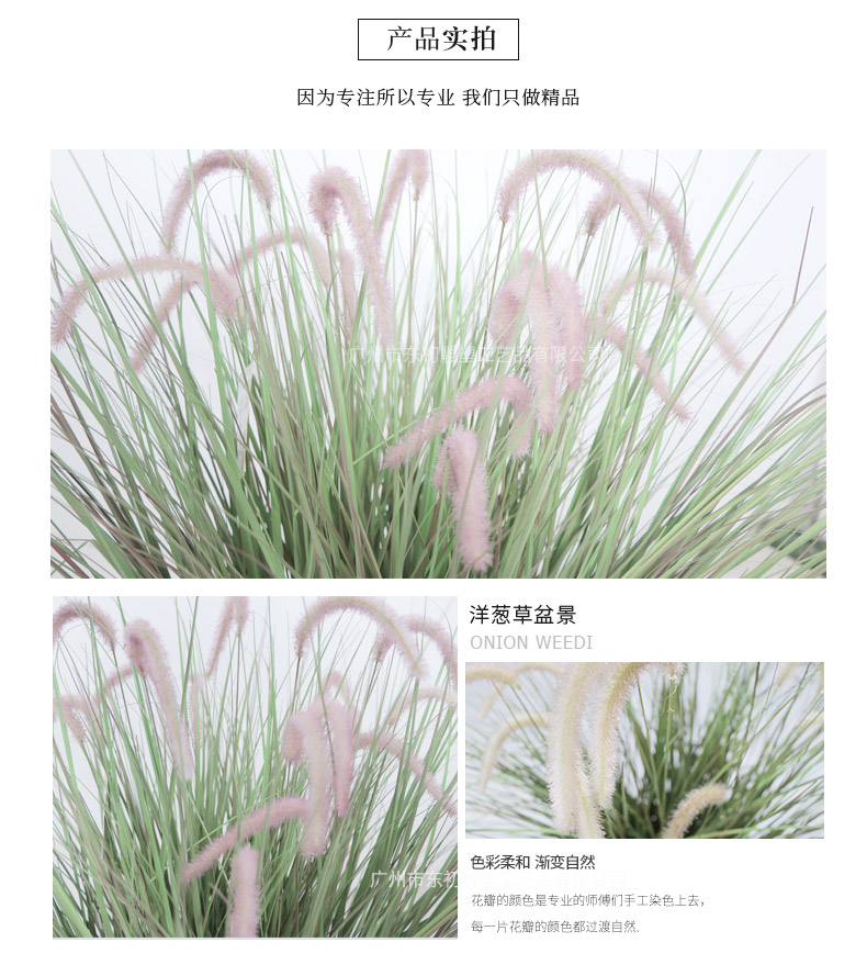 洋蔥草盆景詳情頁_06.jpg