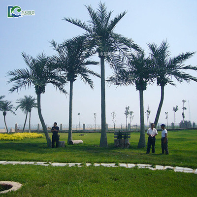 高爾夫球場室外椰子樹