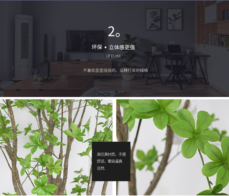 吊鐘樹詳情頁(yè)_03.jpg