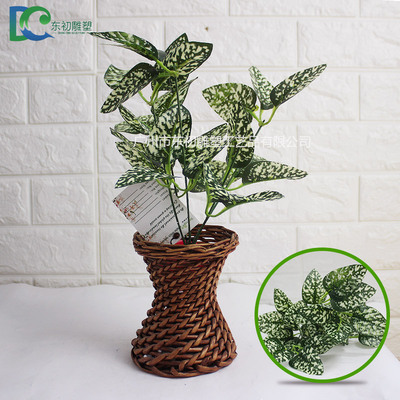 五頭小白點(diǎn)葉