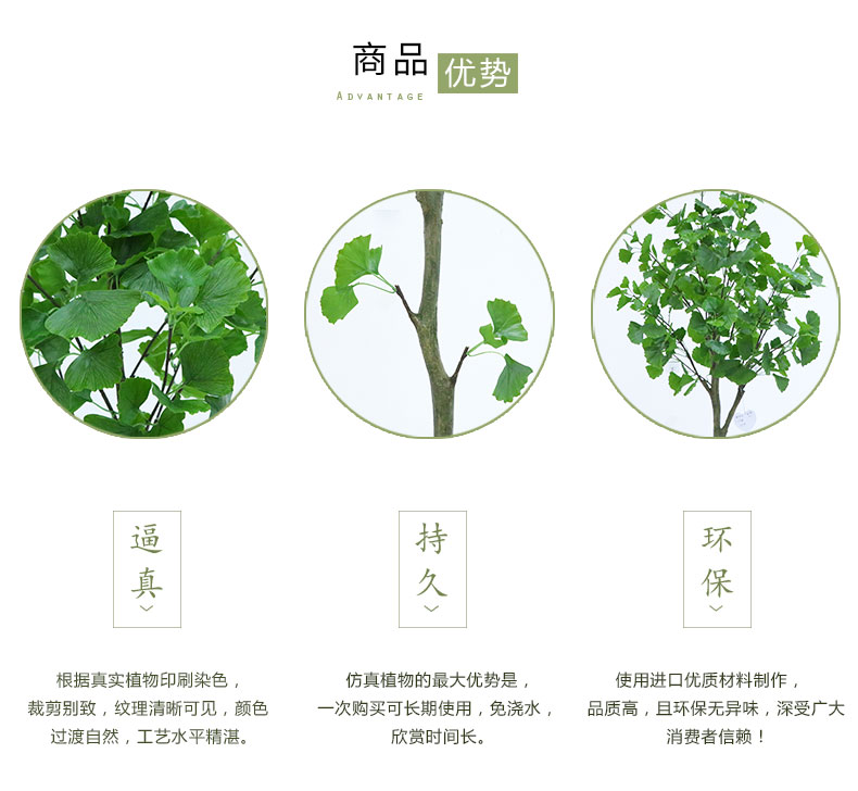 銀杏樹(shù)詳情頁(yè)_03.jpg