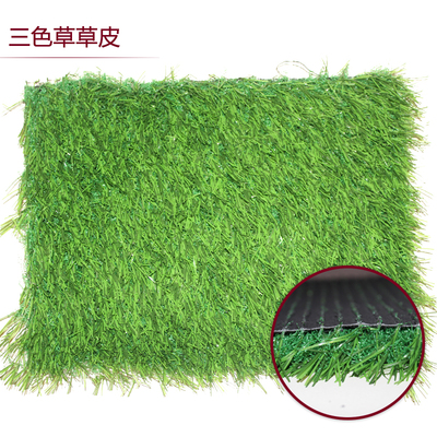 三色草草皮