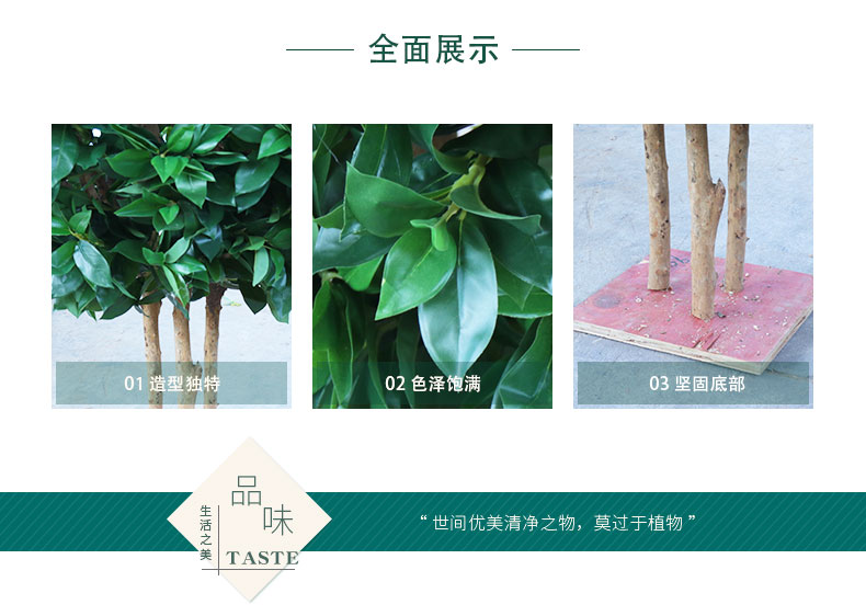 招財樹詳情頁_02.jpg