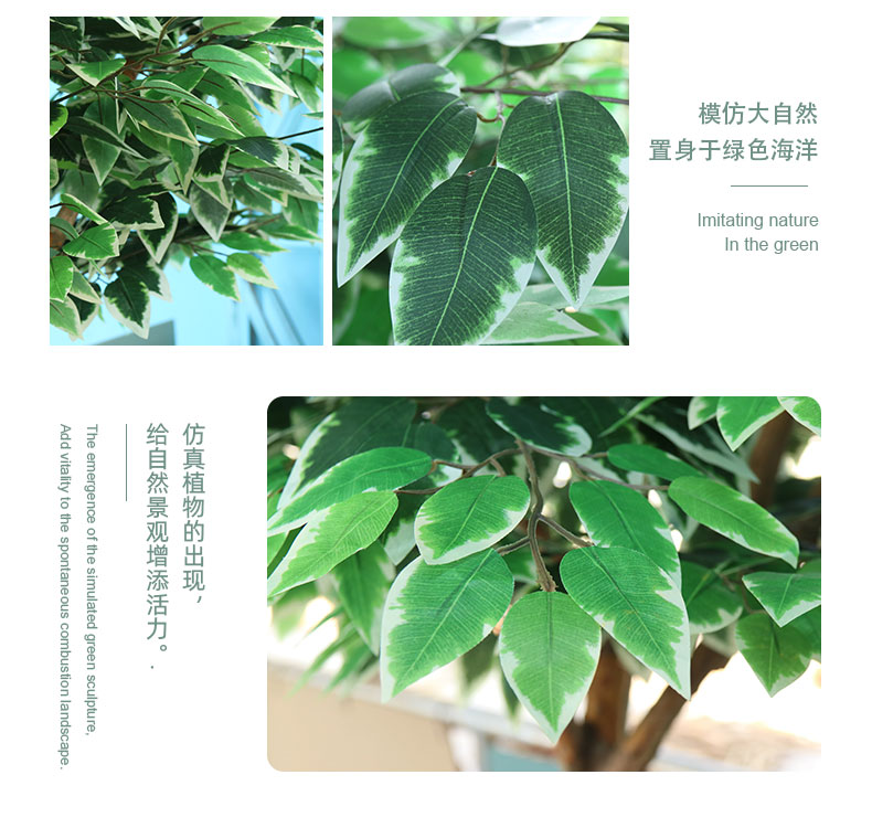 榕樹詳情頁_06.jpg
