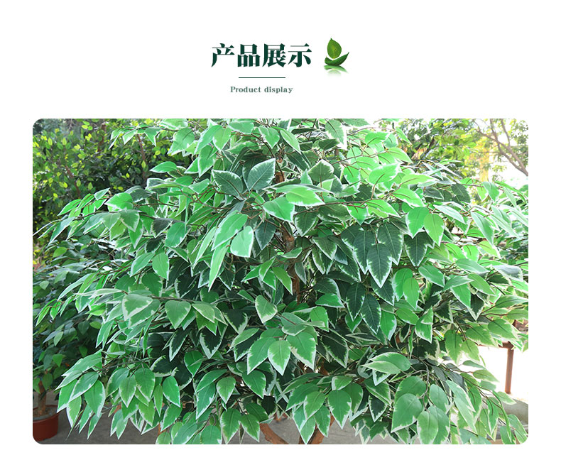 榕樹詳情頁_05.jpg