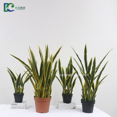 黃邊虎皮蘭盆栽