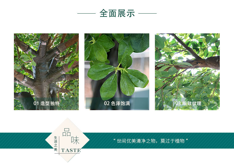 福祿桐詳情頁_02.jpg