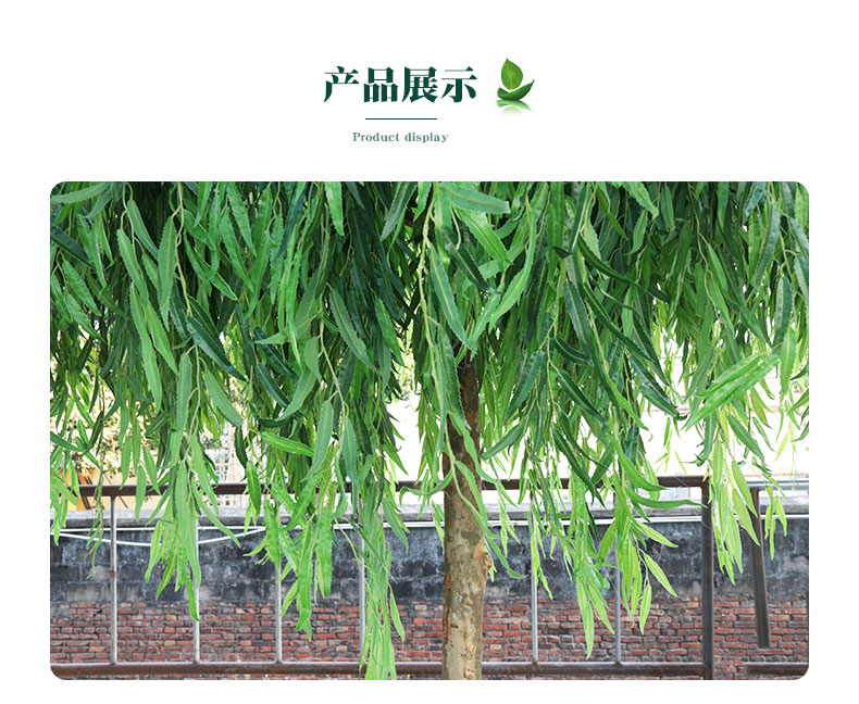 柳樹詳情頁(yè)_05.jpg