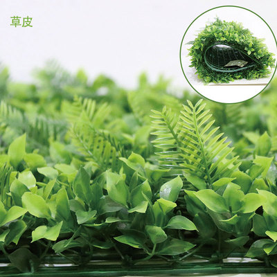 幸運(yùn)草草皮