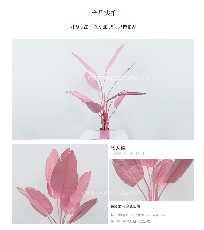 旅人蕉詳情頁_06.jpg