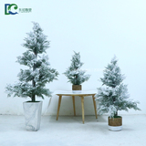 柏葉雪松